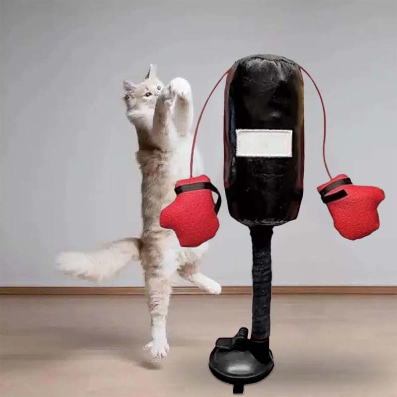 Cat Boxing Toys